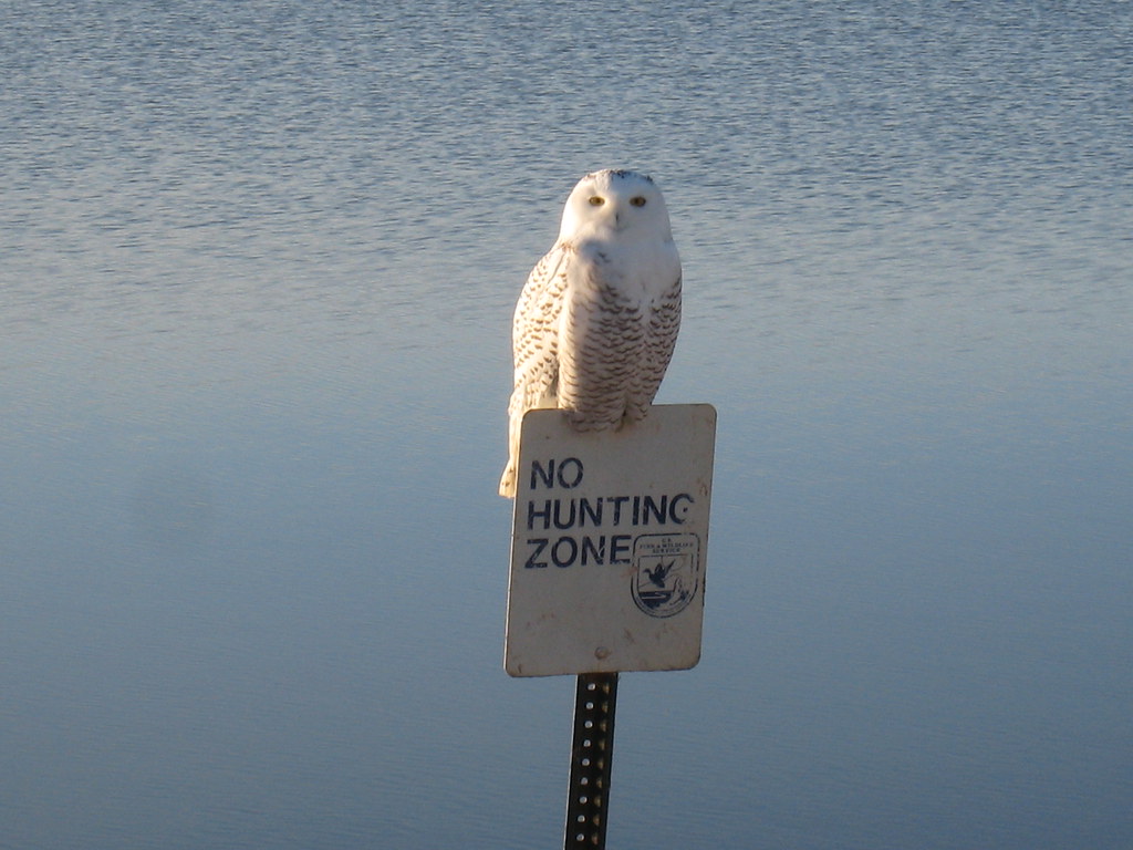 Snowy Owl Lake Andes National Wildlife Refuge South Dakota… Flickr