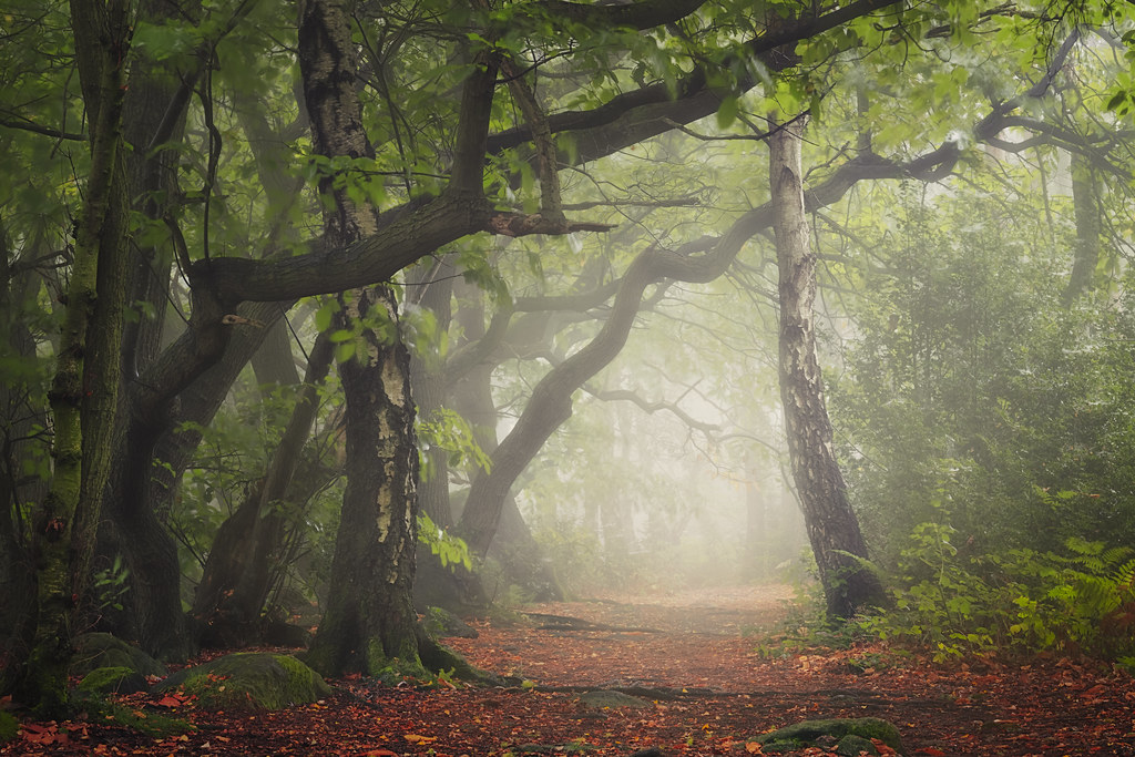 Shining Cliff Woods Alex Calver Flickr