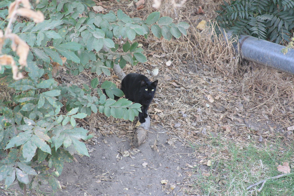 The Cats Of Hart Park Bakersfield, CA. David Blankenship Flickr