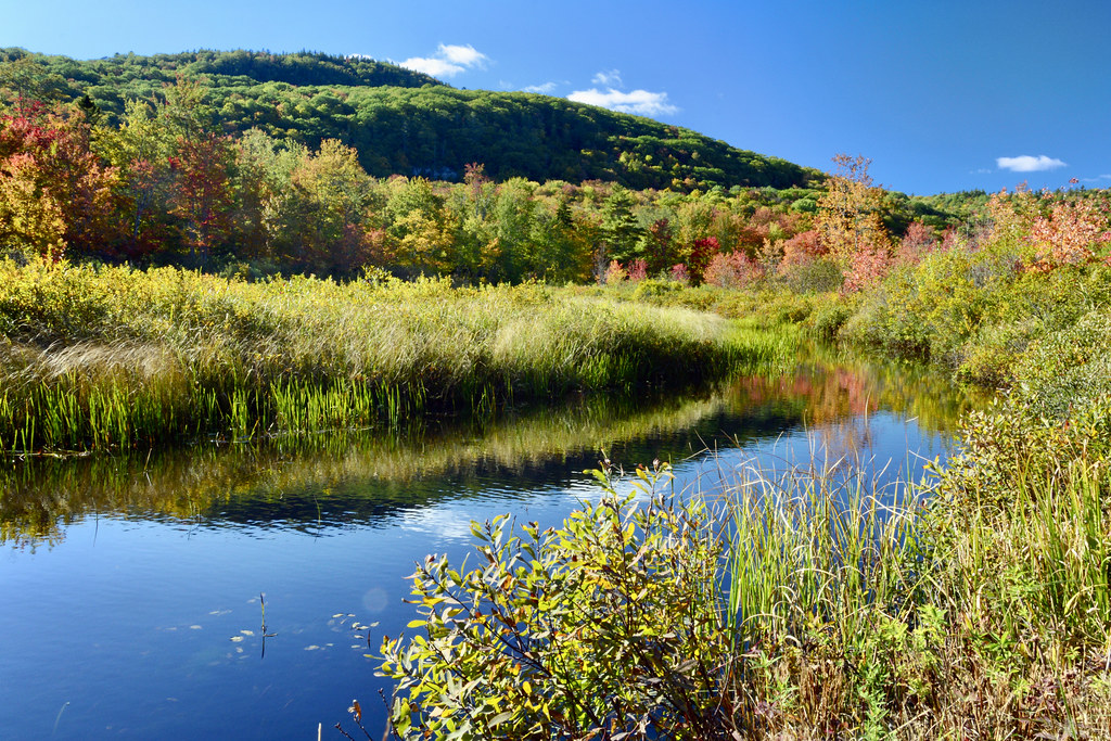 Little Brook rachel.roze Flickr
