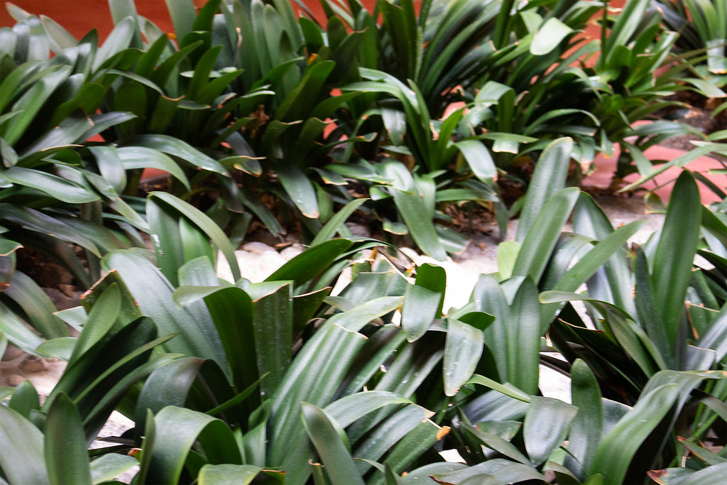 Plant Jack Brown Flickr