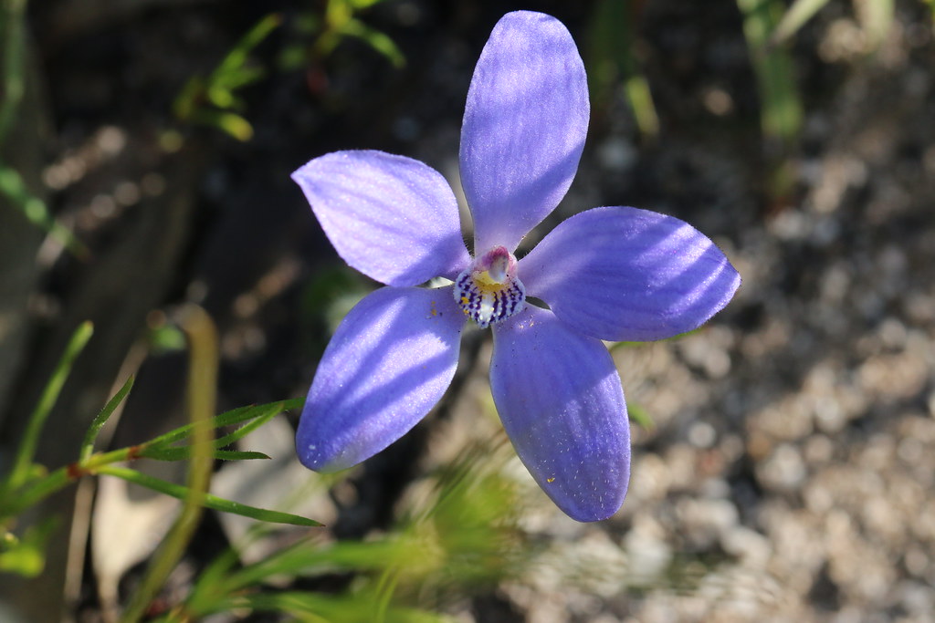 Cyanicula gemmata Blue China Orchid Peter and Mary Ball Flickr
