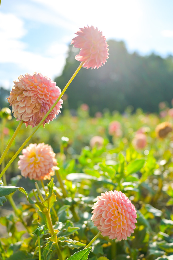 Field to Vase Oxford, MI September 2022 (296) American Grown Flowers