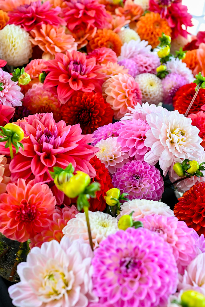 Field to Vase Oxford, MI September 2022 (5) American Grown Flowers