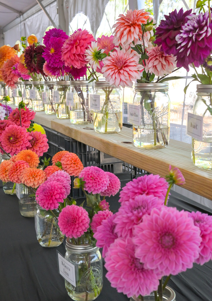 Field to Vase Oxford, MI September 2022 (102) American Grown Flowers