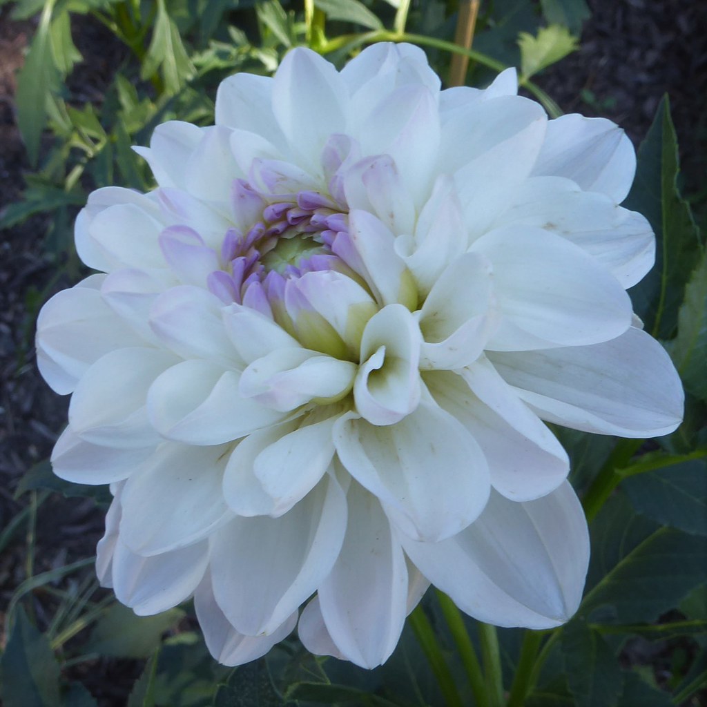 Glen Ellyn, IL, Walkabout, White Dahlia (?) Flower Flickr