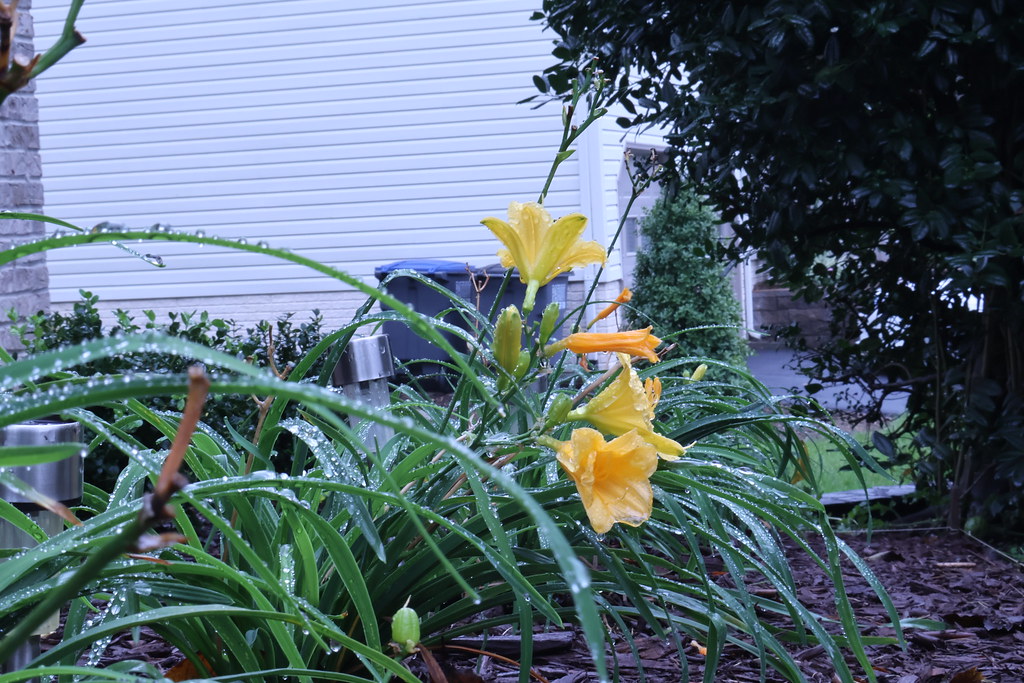 Winco_Exercise4 Close up of plants with trashcans (in the … Flickr