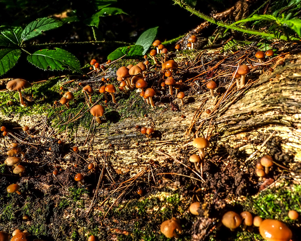 Alderley Edge in Cheshire September 2022 full set www.harr… Flickr