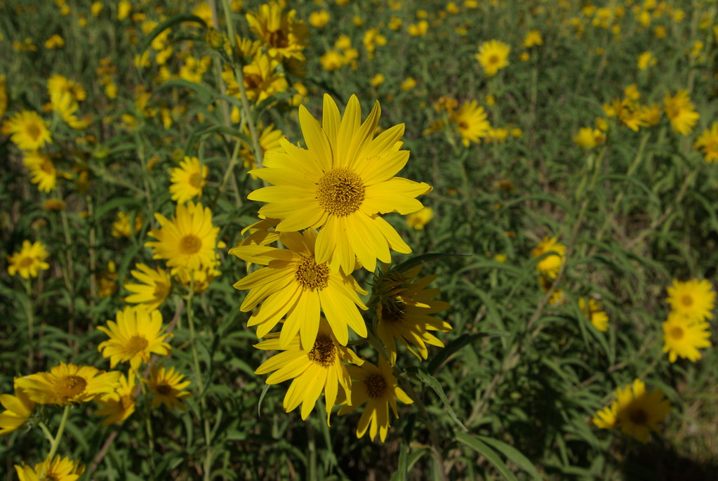 Maximilian Sunflower Maximilian sunflower (Helianthus maxi… Flickr