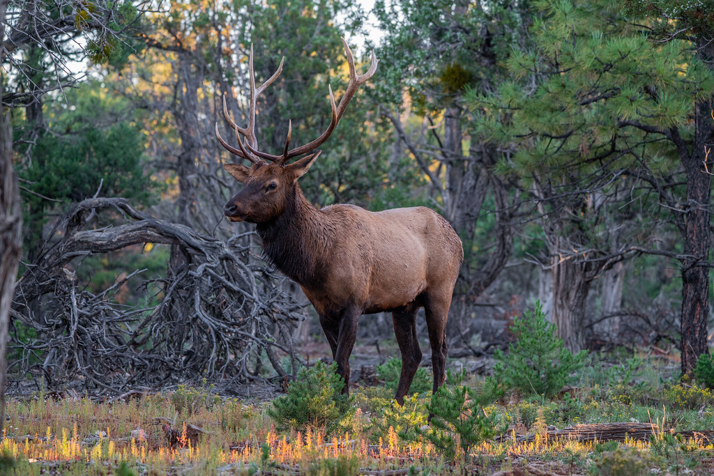 Rocky Mountain Elk, Kaibab National Forest, Az. Richard Flickr