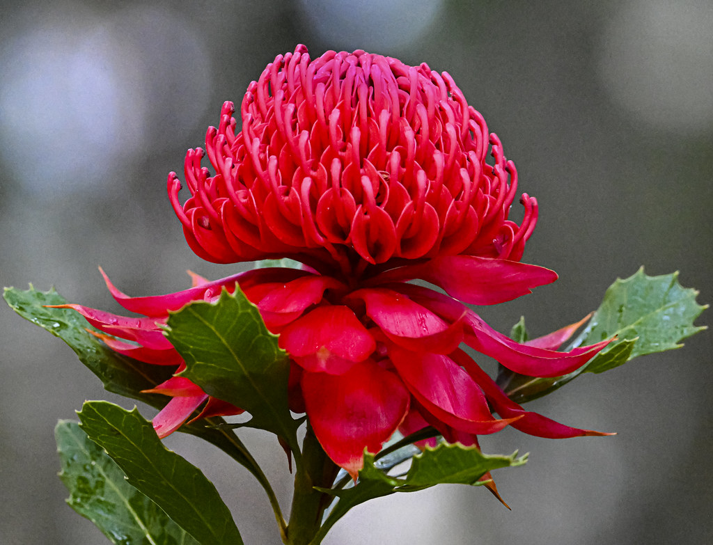 Waratah Waratah New South Wales, Australia Aubra Kinyon Flickr
