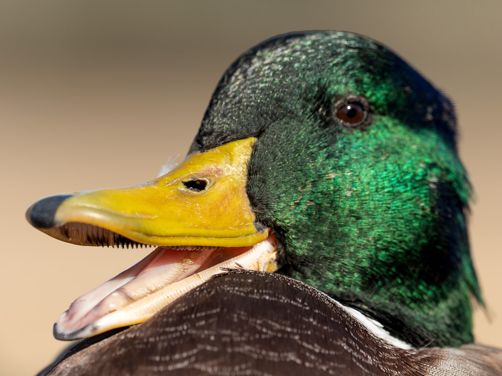 say cheese ‘ This along with a few other ducks were quit… Flickr