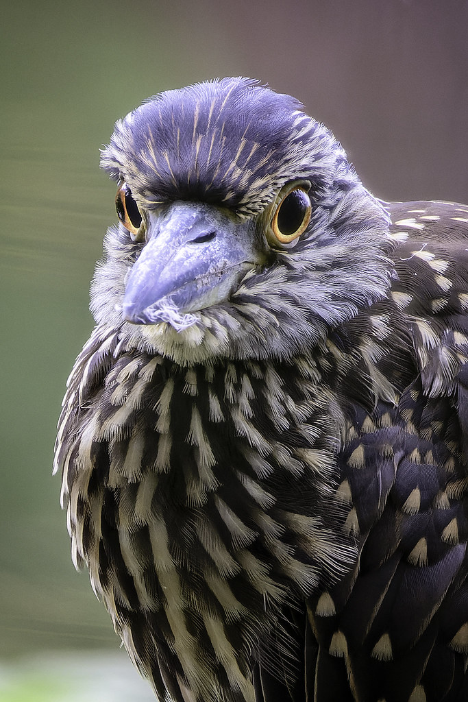 Canon R7 + RF 100400 Testing R7 Key Aperture Flickr