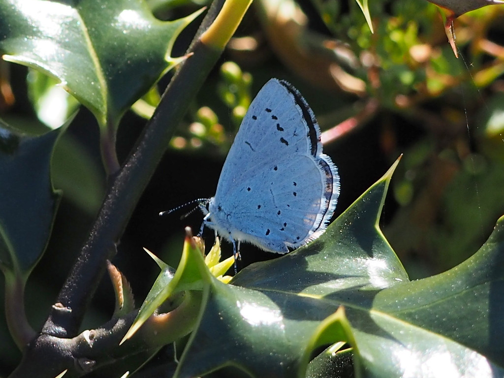 Torquay 3rd May 2018 OLYMPUS DIGITAL CAMERA Hetty Prestiegne Flickr