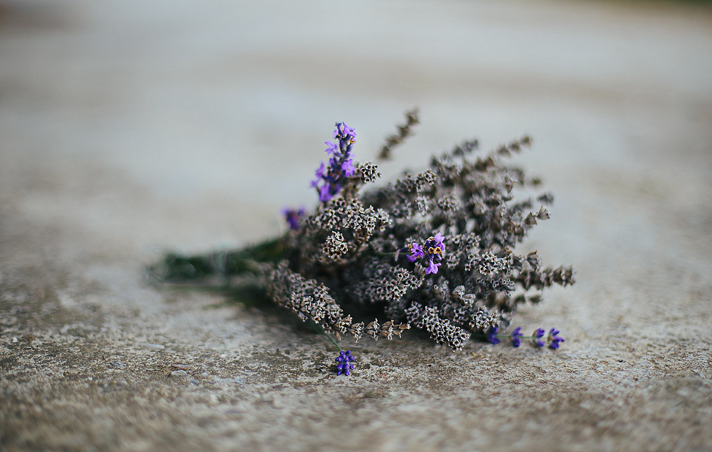 Nostalgia FlickrFridayNostalgia Flowers fade quickly but … Flickr