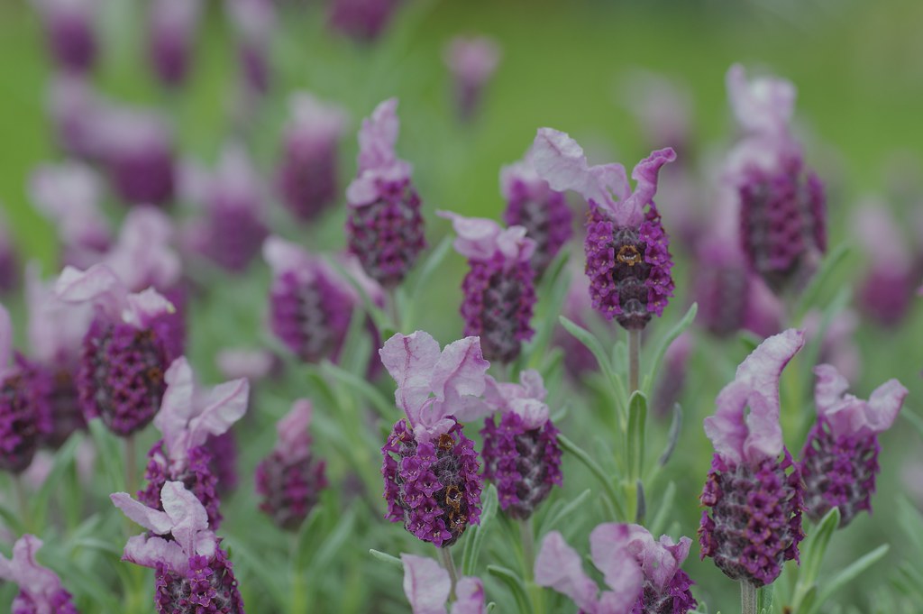Spanish Lavender Karamjit Singh Flickr