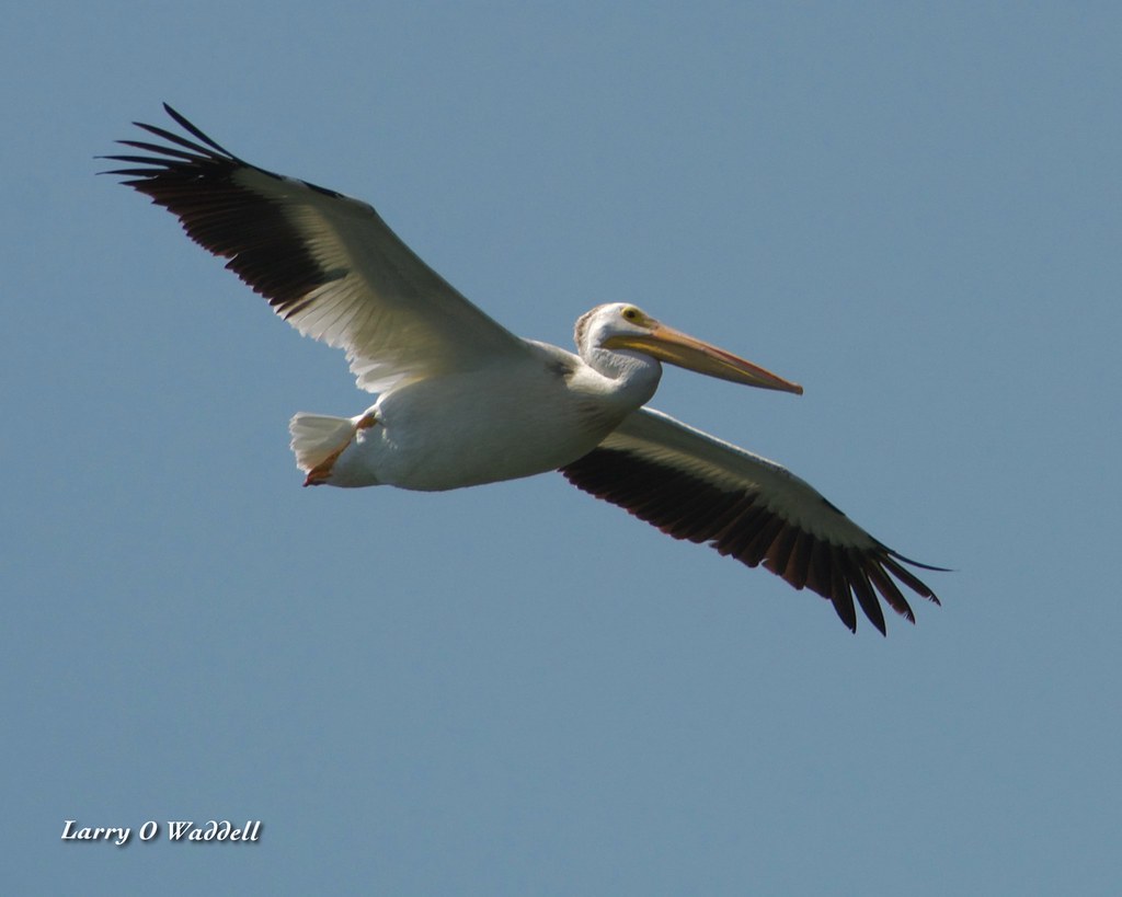 American White Pelican Larry Waddell Flickr