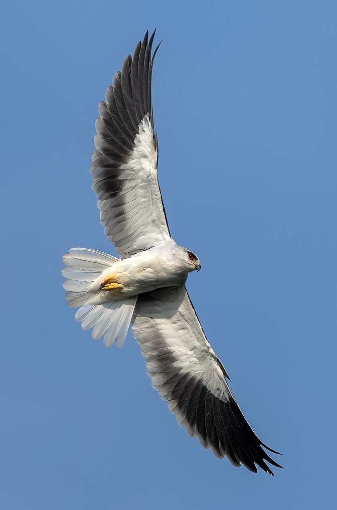 Blackwinged Kite Gardens by the Bay A magnificent raptor… Andrew