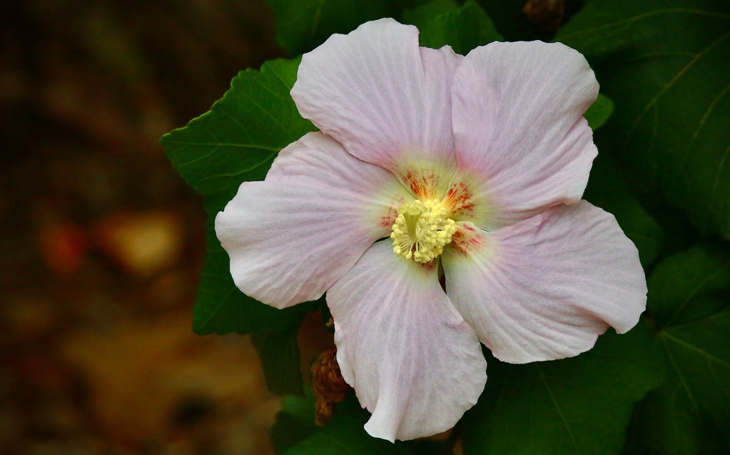 Balhiblu Luna Blush Hibiscus I have never seen a 'Balhiblu… Flickr