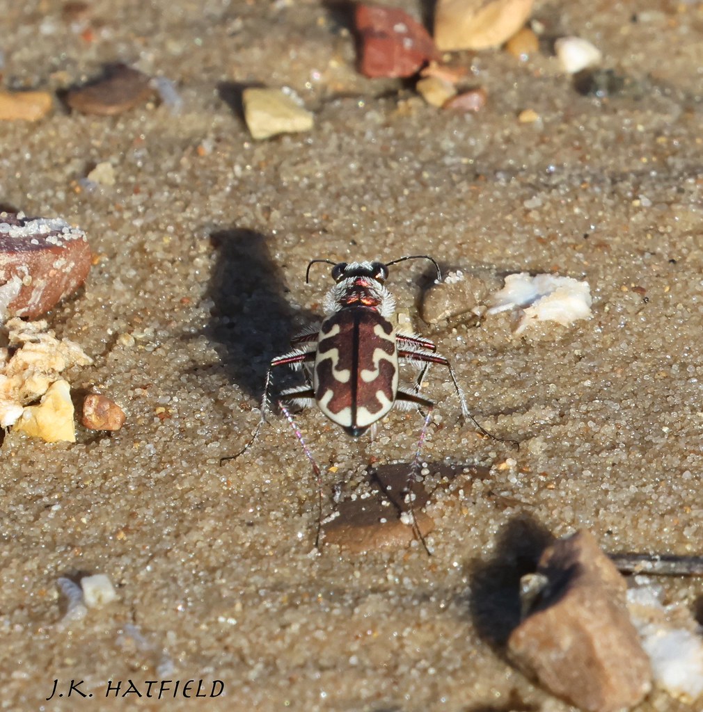 Hairynecked Tiger Beetle White River Lake, Spur, Texas. Flickr