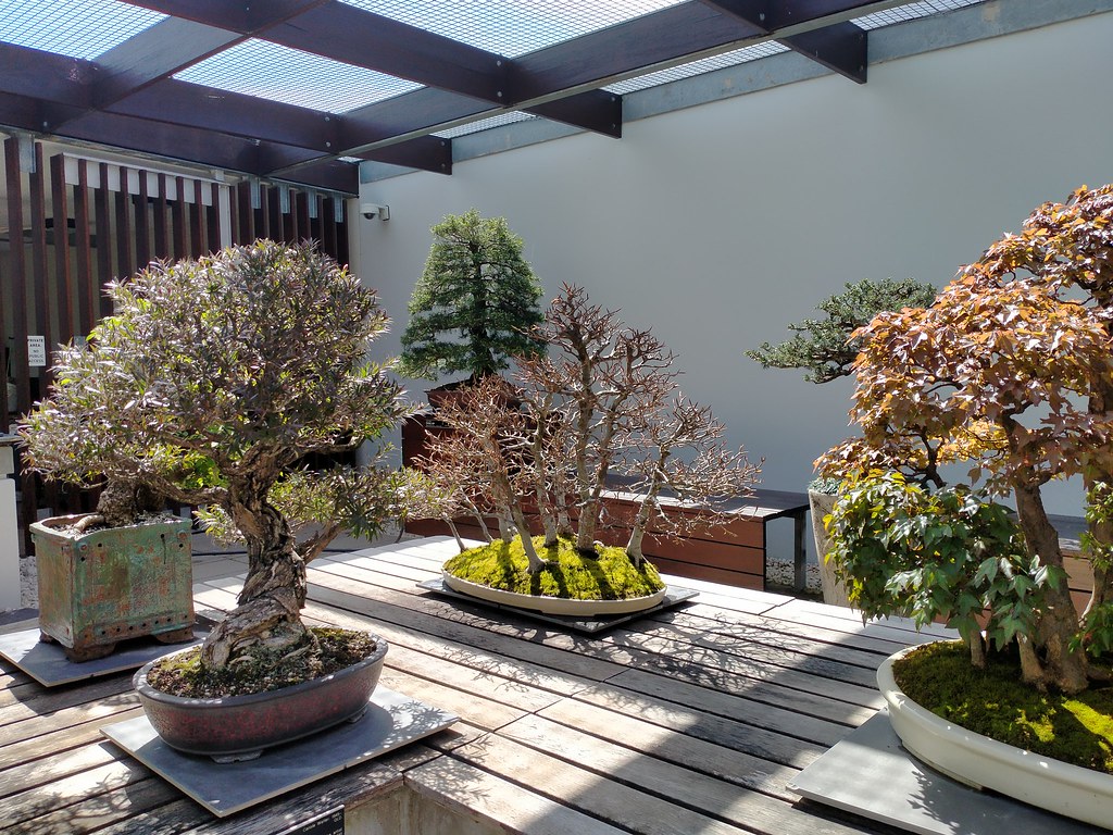 Arboretum Bonsai Garden At Canberra ACT SandwichCafe Flickr