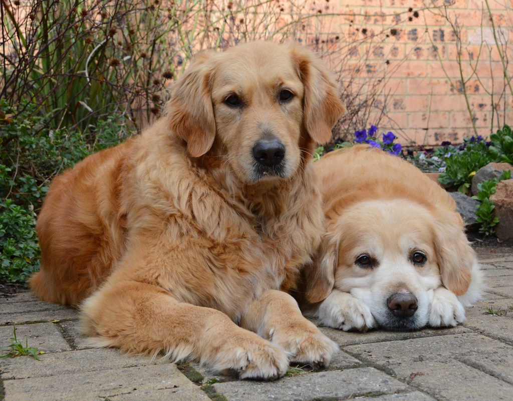 Rescue Golden Retrievers Nelson & Chester 2399 Rescue Gold… Flickr