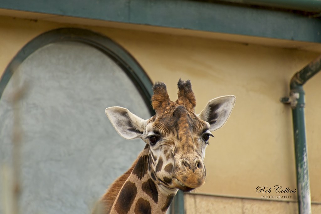 Zoo_0046 Robert Collins Flickr