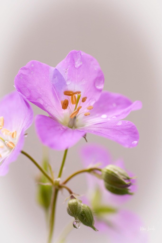 Maryland native flowers Wild getanium Robin Lincoln Flickr