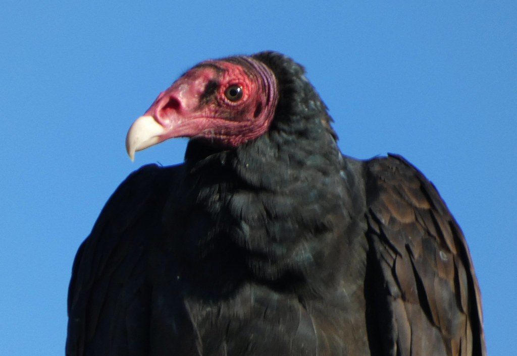 B805 Turkey Vulture Turkey Vultures seen along the America… Flickr