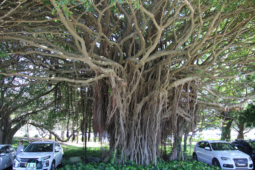 Port Jackson Fig (Ficus rubiginosa) A planted fig tree nea… Flickr