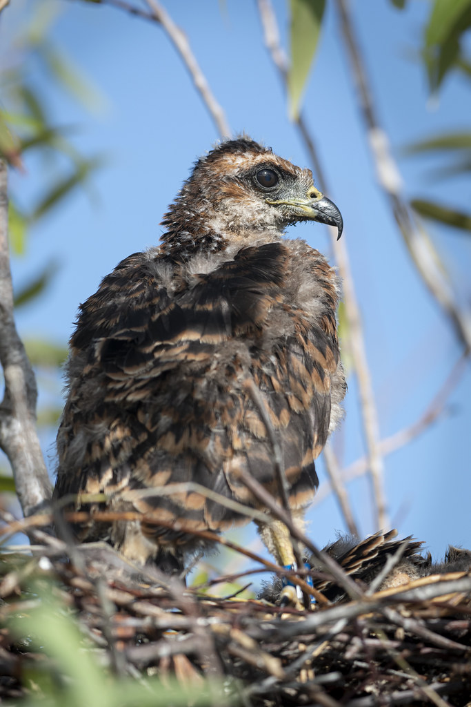 Juvenile Snail Kite Taken while working with the UF Snail … Flickr