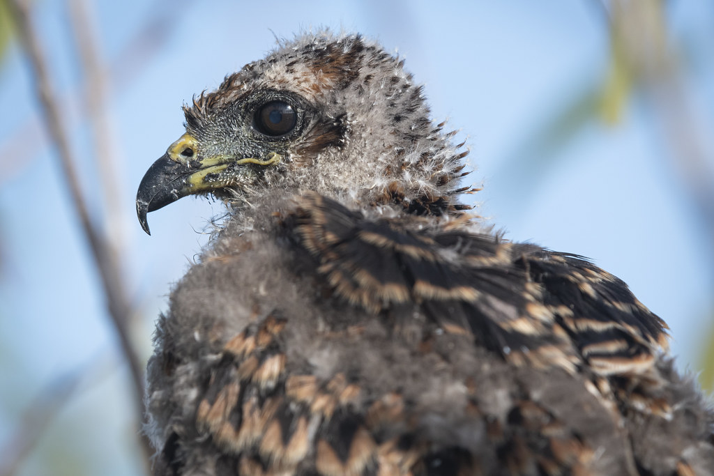 Juvenile Snail Kite Taken while working with the UF Snail … Flickr