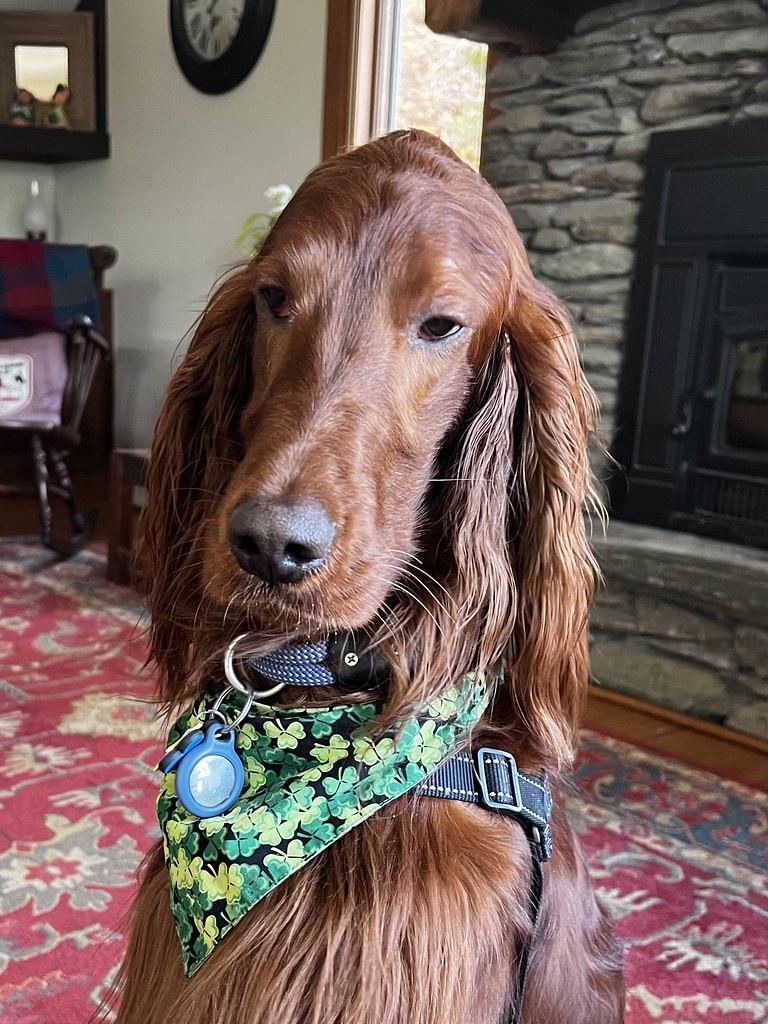 101 IRISH SETTER RESCUE 2023 Flickr
