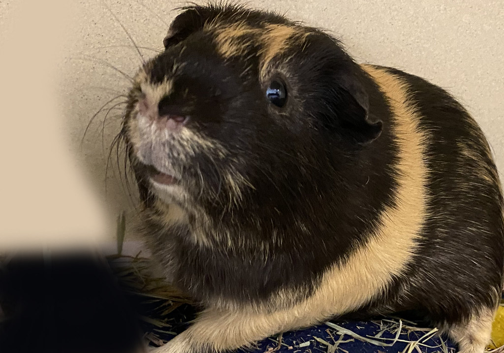 brownie Animal Welfare Association Flickr