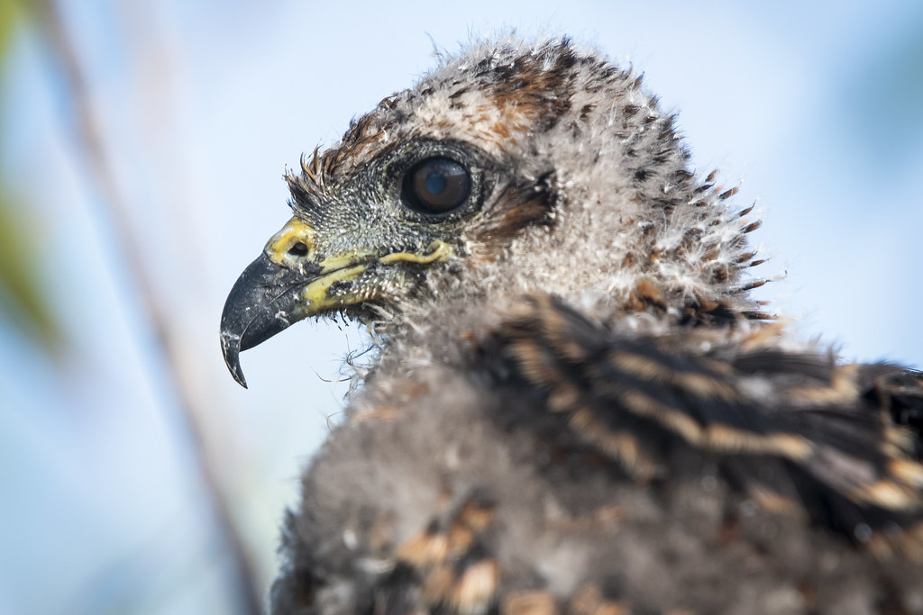 Juvenile Snail Kite Taken while working with the UF Snail … Flickr