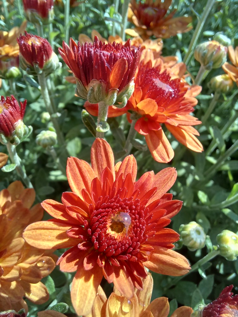 Just watered Closeup photography of potted Mums for sale … Flickr
