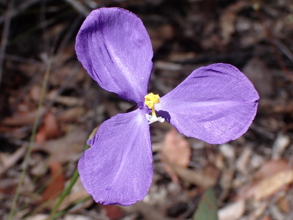 Purple Flag's AFlyin' A happy purple flag flower (Paterso… Flickr
