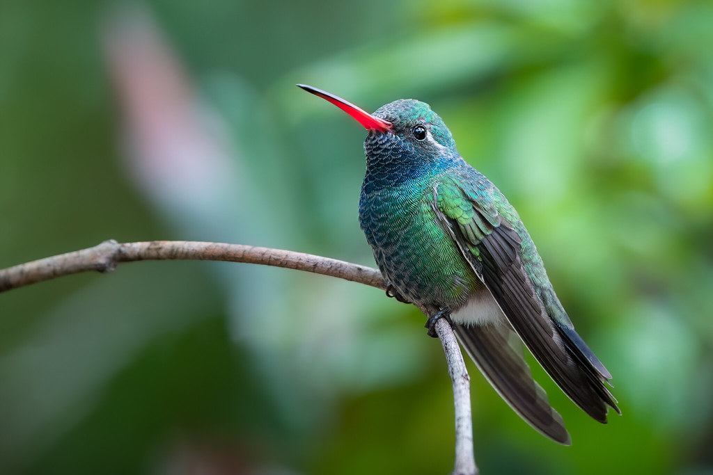 Broadbilled Hummingbird Tucson, Arizona Shawn Cooper Flickr