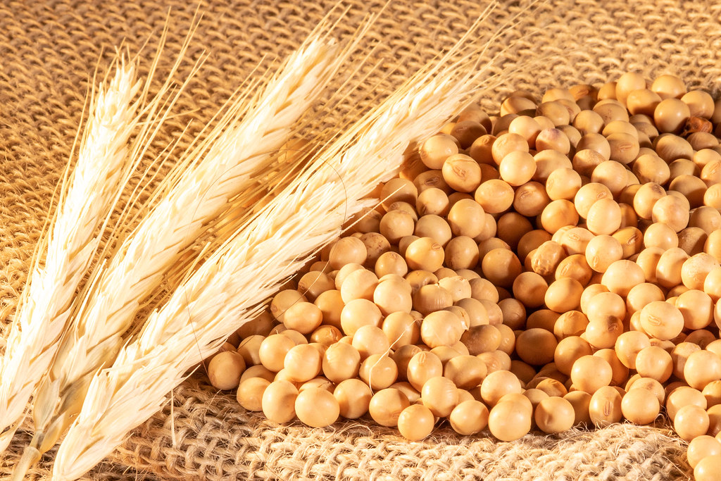 Soybeans and Wheat Stalks Two Oklahoma farmers became majo… Flickr