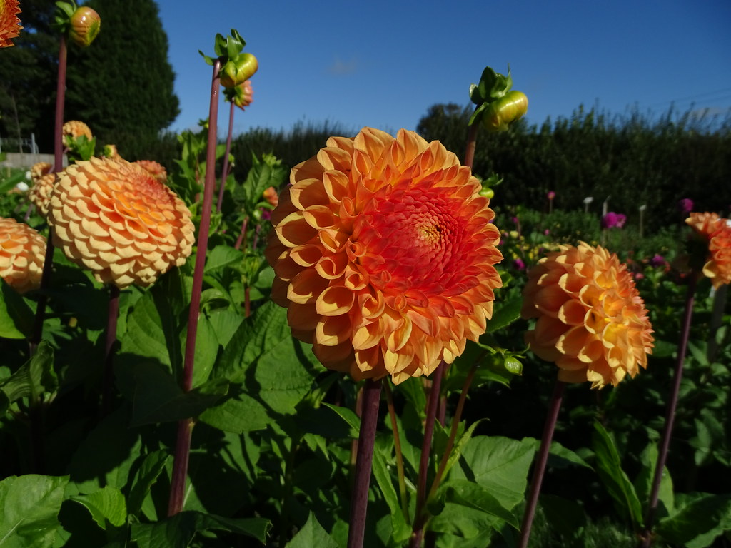 Dahlia "Ryecroft Jill" Halls of Heddon nursery, Northumber… Flickr
