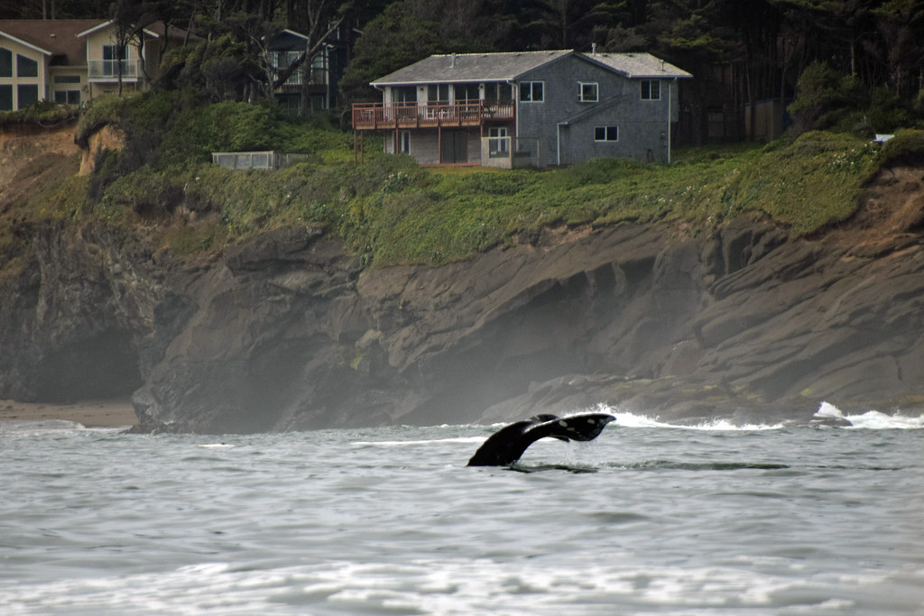 2022_Oregon Trip_Depoe Bay_Whale Watching from Boat_71 Flickr
