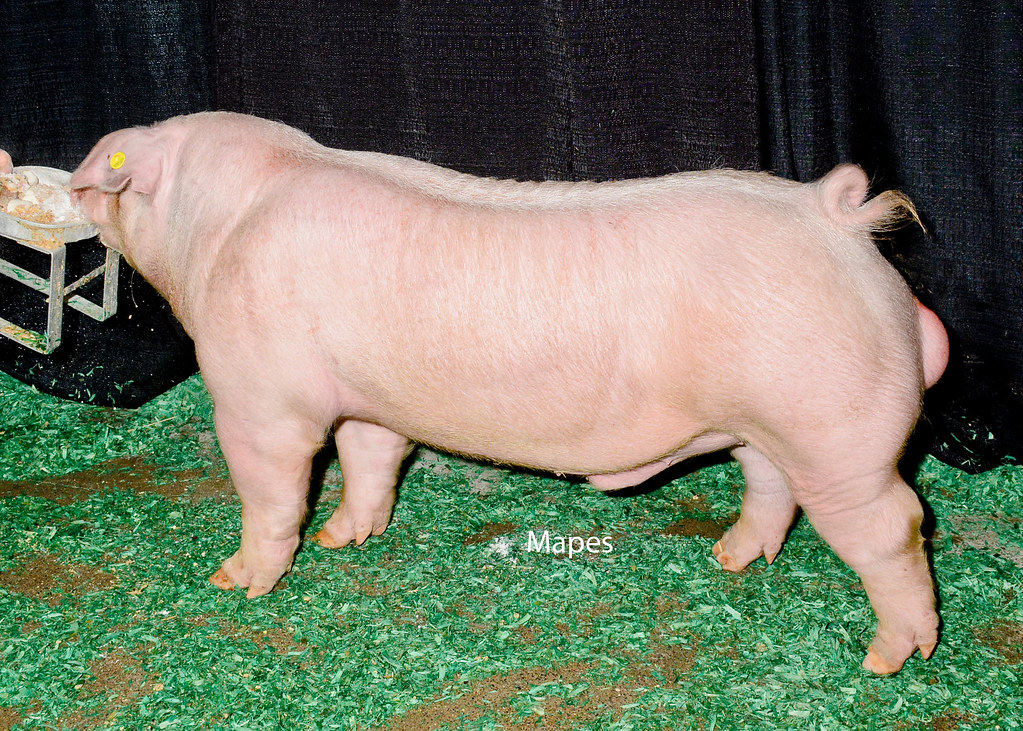 RES CHESTER WHITE BOAR,HEIDI BENNER,PA Reserve Champion Ch… Flickr