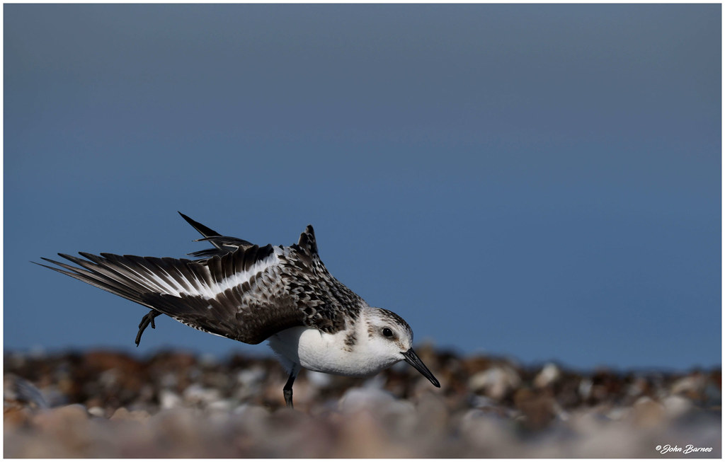 Sanderling Essex County 10/5/2022 John Barnes Flickr