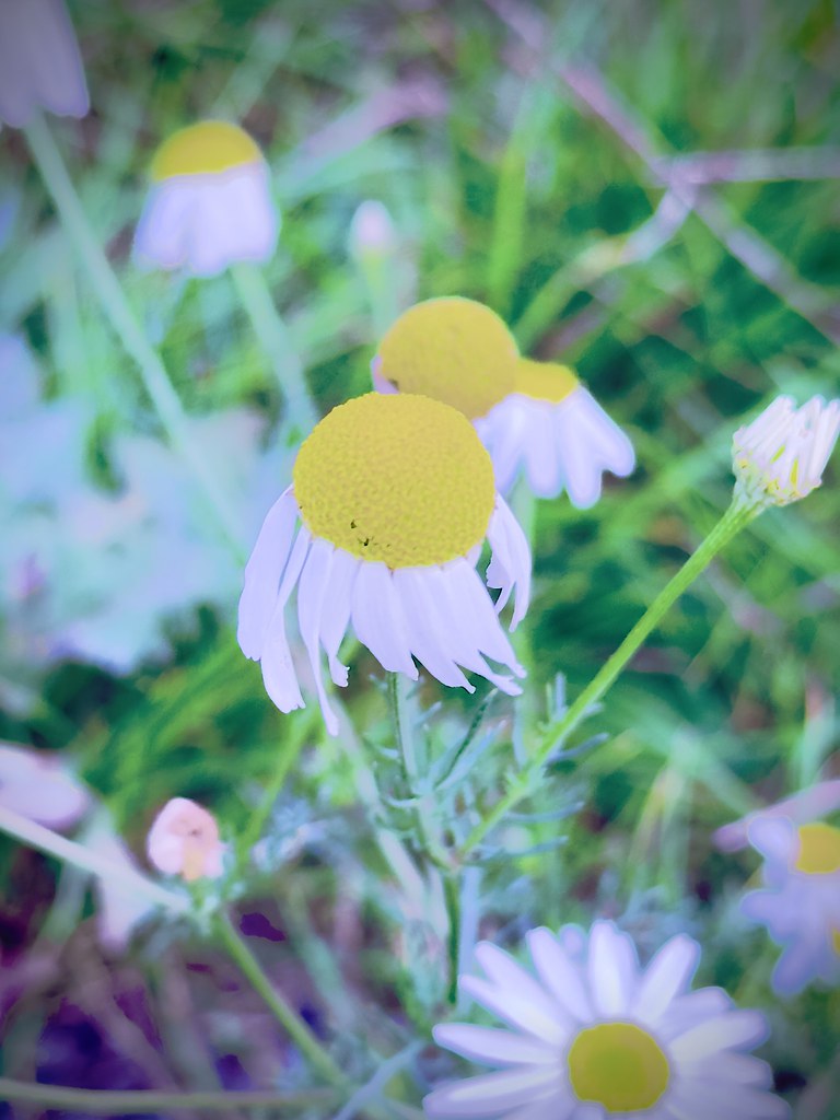 Minster Lovell A walk through Minster Lovell Robert Cripps Flickr