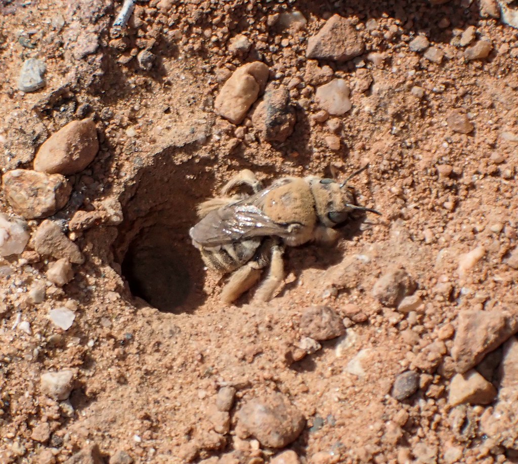 Cactus Bee (Daidasia sp.) burrowing; San Pedro River Valley, SE of San