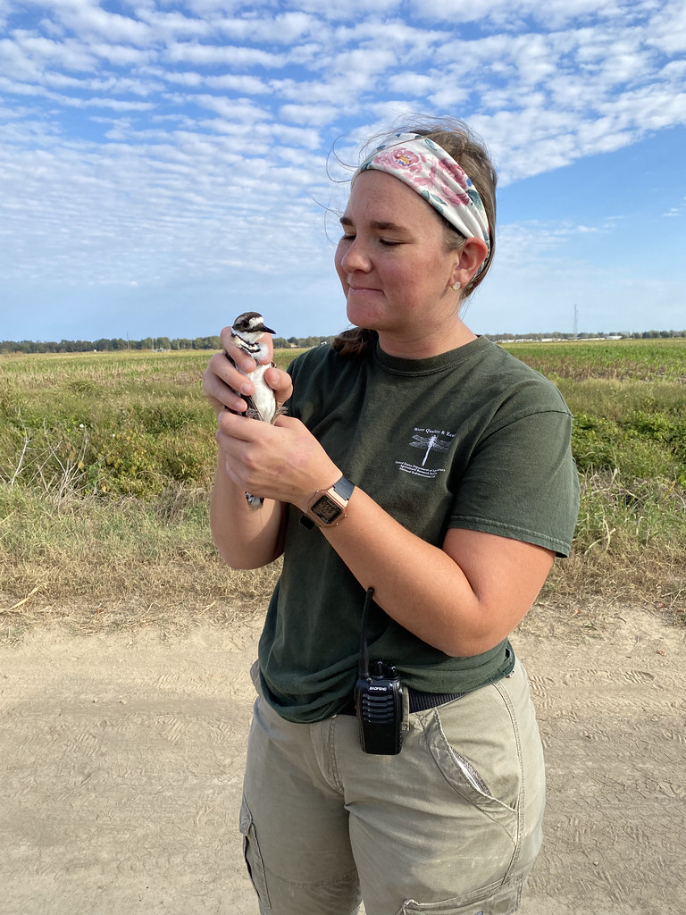 Killdeer September 23, 2022, Sunflower County, Mississippi… Delta