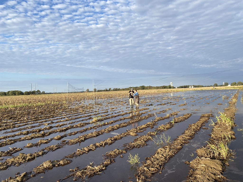 IMG_7322 September 23, 2022, Sunflower County, Mississippi… Delta