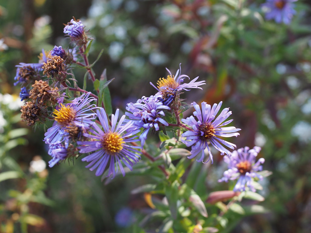 2022 October Guelph Arboretum Rutkay Flickr