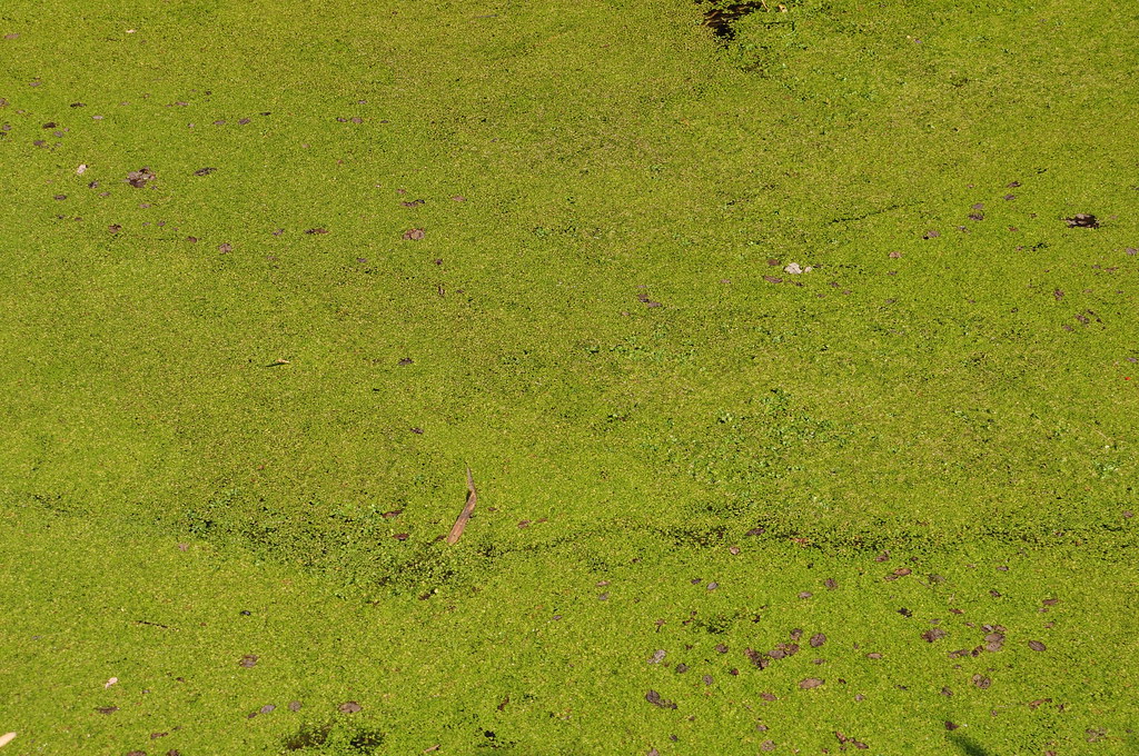 Green walltowall carpet A type of algae Common Duckweed Flickr