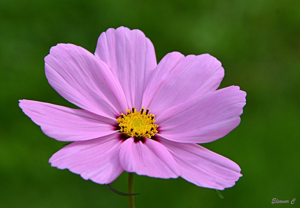 Thursday`s Flower Cosmos taken in Hayling Island. Have a l… Flickr